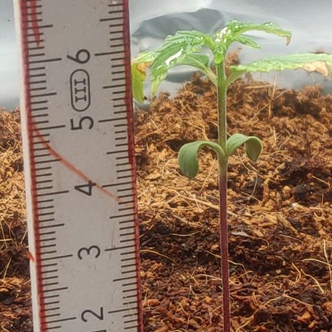 Amnesia Haze (Done) growlog photo: Ist um 2 cm gewachsen (an der grünen Stammfortführung zu sehen) und nächstes Blattpaar entwickelt sich auch langsam. Verdacht erhärtet sich, dass die RH (ggf. auch die Umgebungstemperatur) der Umgebung viel zu niedrig war. Kann aber auch gut sein, das ich ddas Umtopfen einfach vergeigt habe und die zarte Wurzel erstmal nicht anwurzeln konnte, ggf. dafür kokos einfach zu locker.

Hinweis: 2 Nodes sind mit dem wachsenden Blattpaar da, dann noch 1-2 und dann kann F.I.M. angewendet werden. 