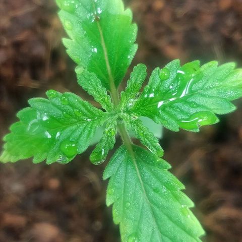 Amnesia Haze (Done) growlog photo: Ist um 2 cm gewachsen (an der grünen Stammfortführung zu sehen) und nächstes Blattpaar entwickelt sich auch langsam. Verdacht erhärtet sich, dass die RH (ggf. auch die Umgebungstemperatur) der Umgebung viel zu niedrig war. Kann aber auch gut sein, das ich ddas Umtopfen einfach vergeigt habe und die zarte Wurzel erstmal nicht anwurzeln konnte, ggf. dafür kokos einfach zu locker.

Hinweis: 2 Nodes sind mit dem wachsenden Blattpaar da, dann noch 1-2 und dann kann F.I.M. angewendet werden. 