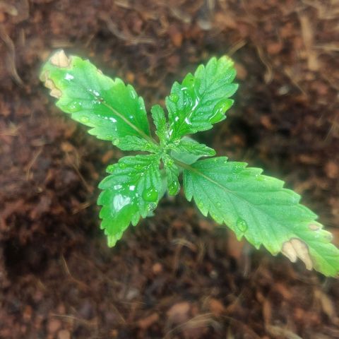 Amnesia Haze (Done) growlog photo: Ist um 2 cm gewachsen (an der grünen Stammfortführung zu sehen) und nächstes Blattpaar entwickelt sich auch langsam. Verdacht erhärtet sich, dass die RH (ggf. auch die Umgebungstemperatur) der Umgebung viel zu niedrig war. Kann aber auch gut sein, das ich ddas Umtopfen einfach vergeigt habe und die zarte Wurzel erstmal nicht anwurzeln konnte, ggf. dafür kokos einfach zu locker.

Hinweis: 2 Nodes sind mit dem wachsenden Blattpaar da, dann noch 1-2 und dann kann F.I.M. angewendet werden. 
