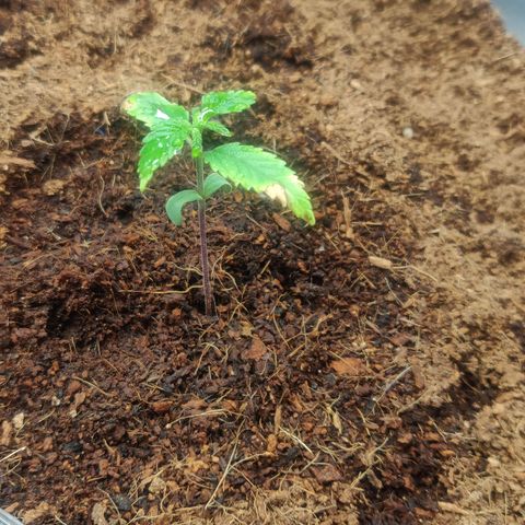 Amnesia Haze (Done) growlog photo: Ist um 2 cm gewachsen (an der grünen Stammfortführung zu sehen) und nächstes Blattpaar entwickelt sich auch langsam. Verdacht erhärtet sich, dass die RH (ggf. auch die Umgebungstemperatur) der Umgebung viel zu niedrig war. Kann aber auch gut sein, das ich ddas Umtopfen einfach vergeigt habe und die zarte Wurzel erstmal nicht anwurzeln konnte, ggf. dafür kokos einfach zu locker.

Hinweis: 2 Nodes sind mit dem wachsenden Blattpaar da, dann noch 1-2 und dann kann F.I.M. angewendet werden. 