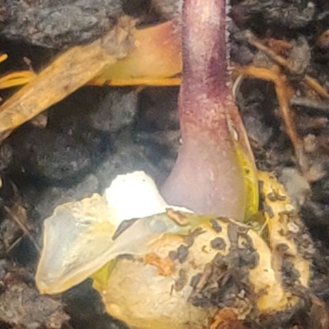 Pink Rozay Automatic (Done) growlog photo: Sie erblickt das Licht der Growwelt 😊