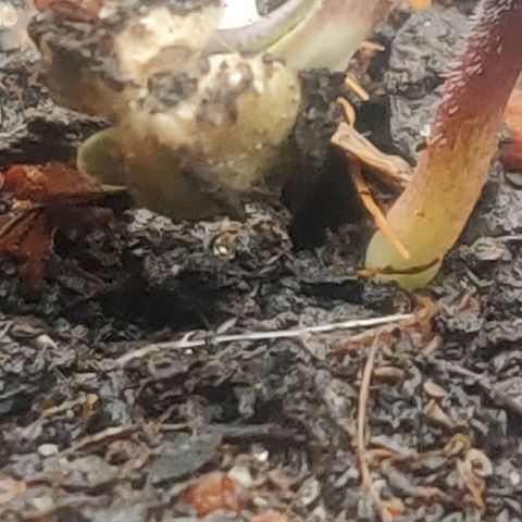 Pink Rozay Automatic (Done) growlog photo: Sie erblickt das Licht der Growwelt 😊