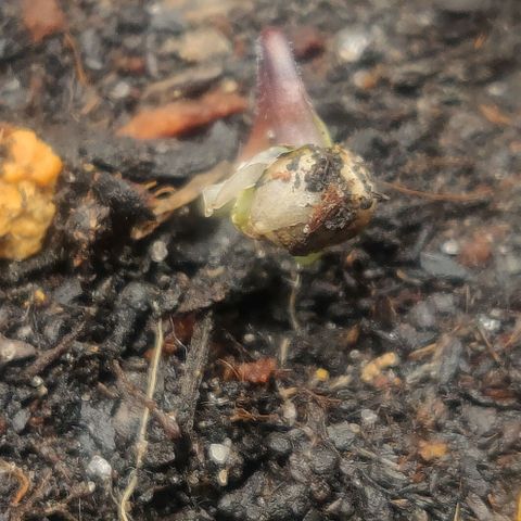 Pink Rozay Automatic (Done) growlog photo: Sie erblickt das Licht der Growwelt 😊