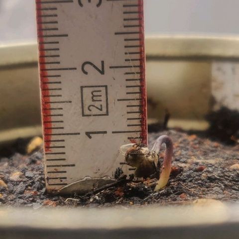 Pink Rozay Automatic (Done) growlog photo: 1cm 🥺