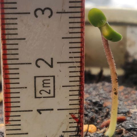 Pink Rozay Automatic (Done) growlog timeline photo