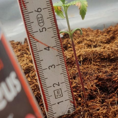 Amnesia Haze (Done) growlog timeline photo