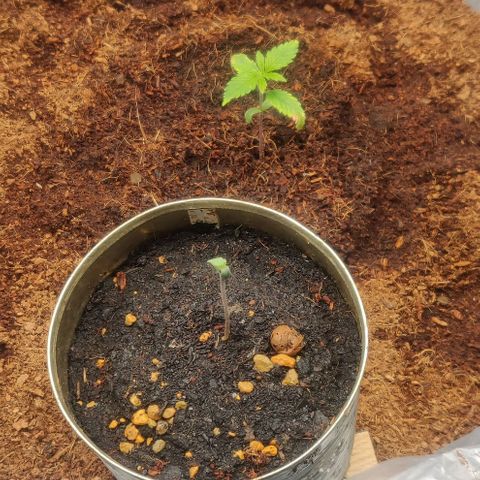 Amnesia Haze (Done) growlog timeline photo