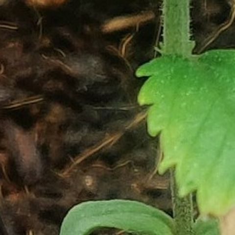 Amnesia Haze (Done) growlog timeline photo