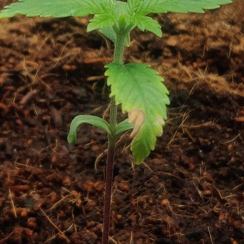 Amnesia Haze (Done) growlog timeline photo