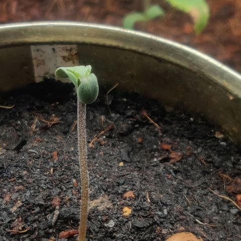 Pink Rozay Automatic (Done) growlog timeline photo