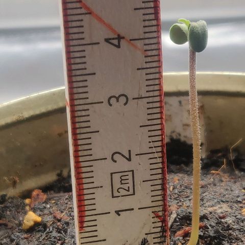 Pink Rozay Automatic (Done) growlog timeline photo