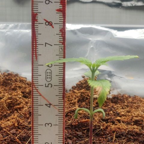 Amnesia Haze (Done) growlog timeline photo