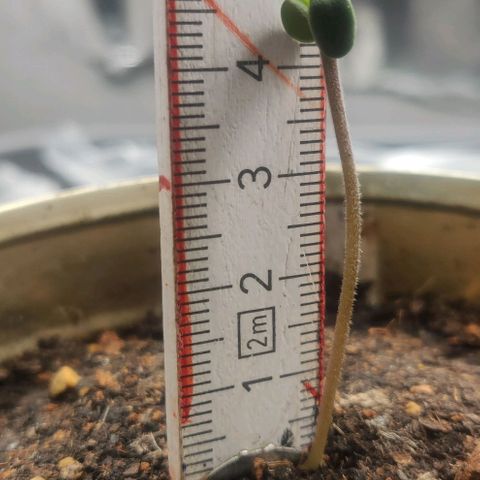 Pink Rozay Automatic (Done) growlog timeline photo