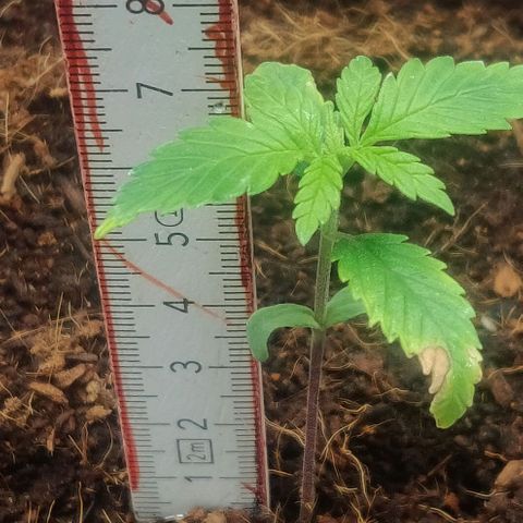 Amnesia Haze (Done) growlog timeline photo