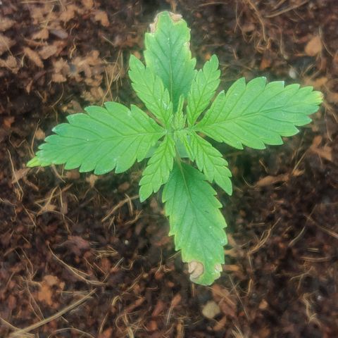 Amnesia Haze (Done) growlog timeline photo