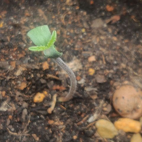 Pink Rozay Automatic (Done) growlog timeline photo