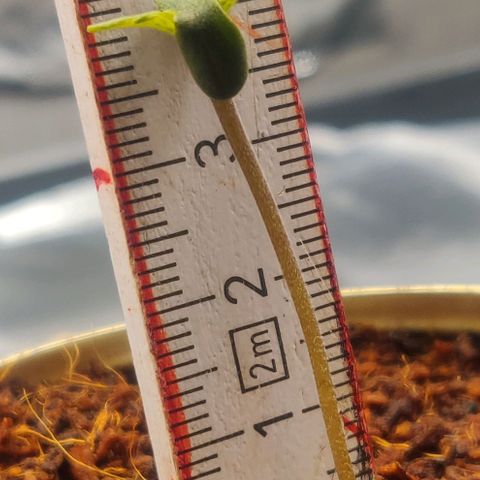 Pink Rozay Automatic (Done) growlog timeline photo