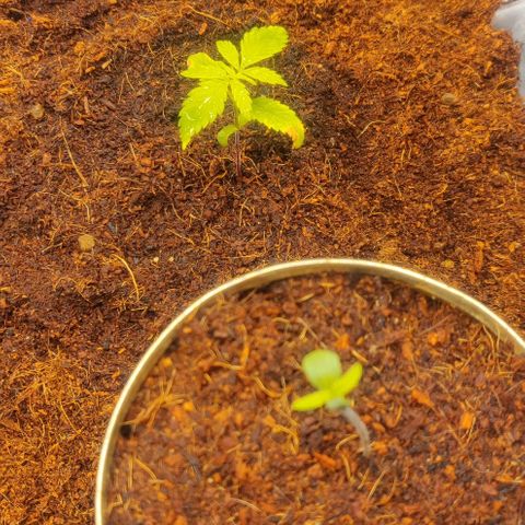 Amnesia Haze (Done) growlog timeline photo