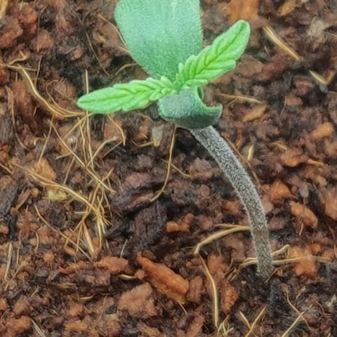 Pink Rozay Automatic (Done) growlog timeline photo