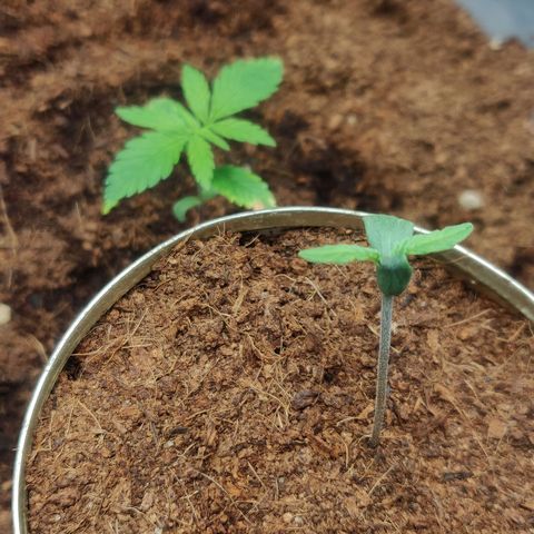 Pink Rozay Automatic (Done) growlog timeline photo