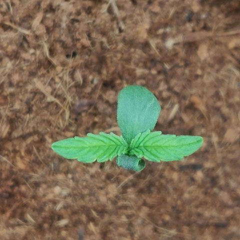 Pink Rozay Automatic (Done) growlog timeline photo