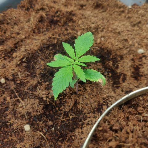 Amnesia Haze (Done) growlog timeline photo
