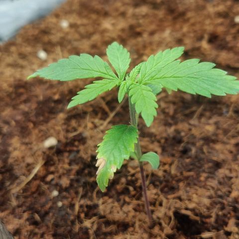Amnesia Haze (Done) growlog timeline photo
