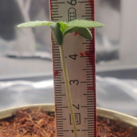 Pink Rozay Automatic (Done) growlog timeline photo
