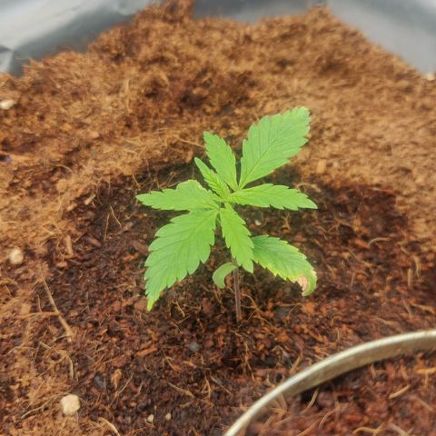 Amnesia Haze (Done) growlog timeline photo