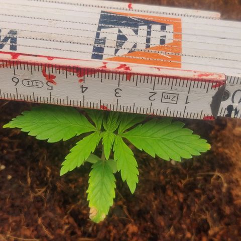 Amnesia Haze (Done) growlog timeline photo