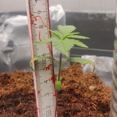 Amnesia Haze (Done) growlog timeline photo