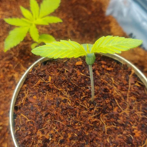 Pink Rozay Automatic (Done) growlog timeline photo