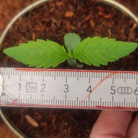 Pink Rozay Automatic (Done) growlog timeline photo