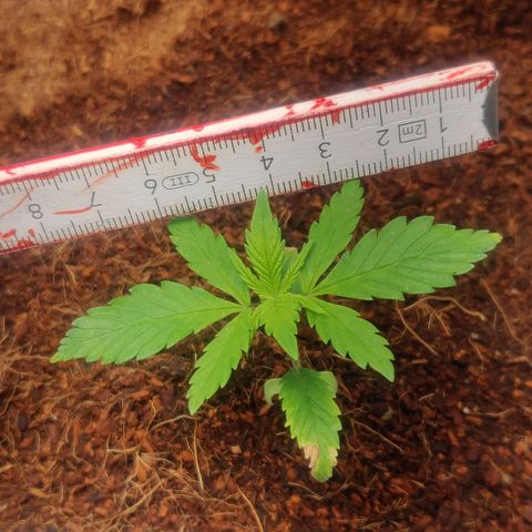 Amnesia Haze (Done) growlog timeline photo