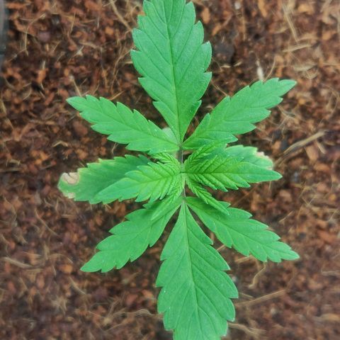 Amnesia Haze (Done) growlog timeline photo