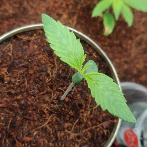 Pink Rozay Automatic (Done) growlog timeline photo