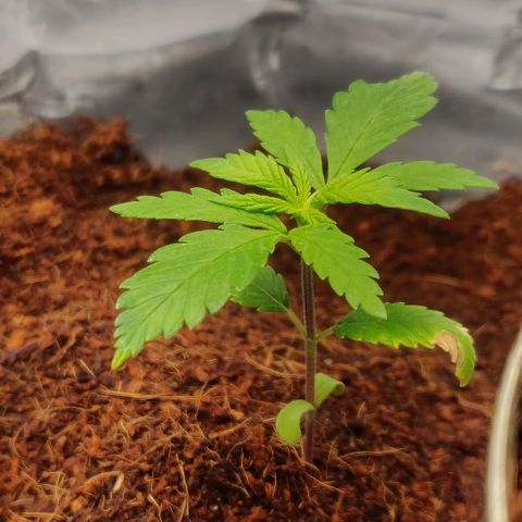 Amnesia Haze (Done) growlog timeline photo