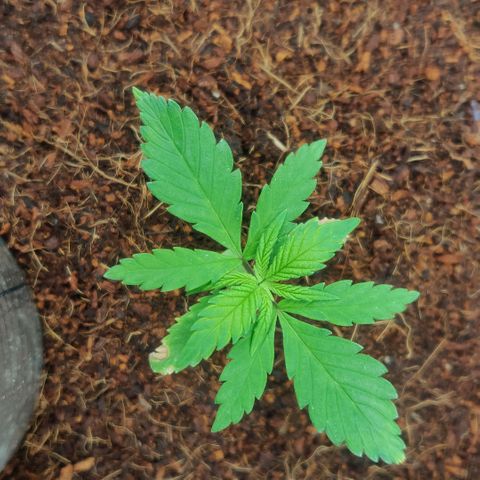 Amnesia Haze (Done) growlog timeline photo