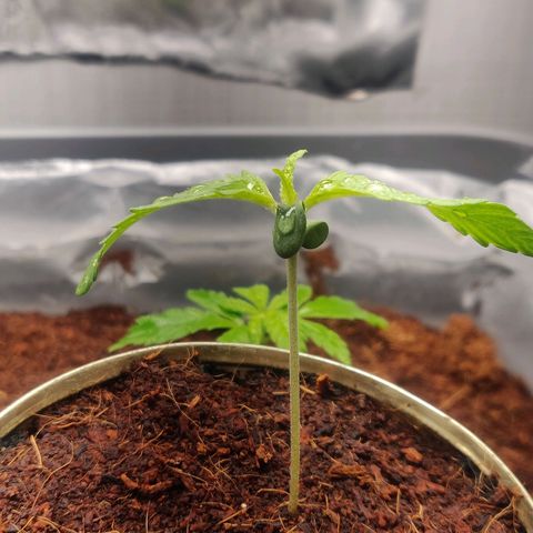 Pink Rozay Automatic (Done) growlog timeline photo