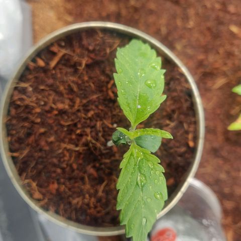 Pink Rozay Automatic (Done) growlog timeline photo