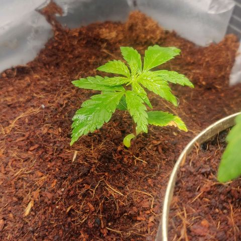 Amnesia Haze (Done) growlog timeline photo