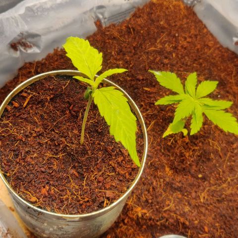 Amnesia Haze (Done) growlog timeline photo