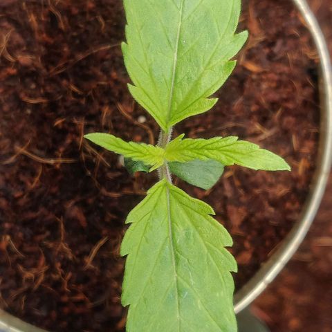 Pink Rozay Automatic (Done) growlog timeline photo