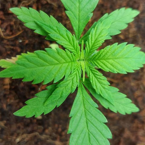 Amnesia Haze (Done) growlog timeline photo