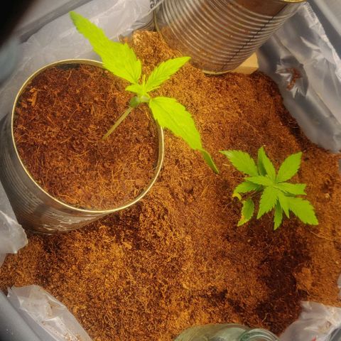 Amnesia Haze (Done) growlog timeline photo