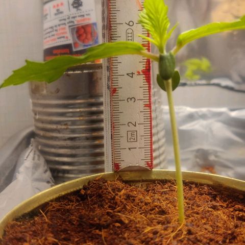 Pink Rozay Automatic (Done) growlog timeline photo
