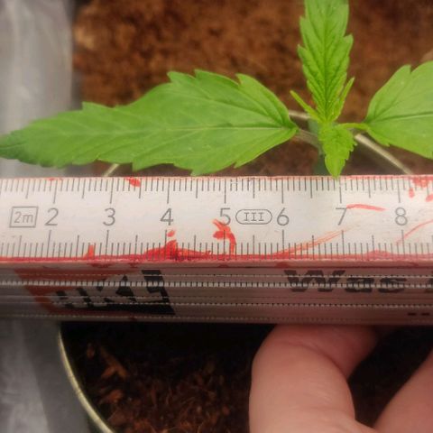 Pink Rozay Automatic (Done) growlog timeline photo