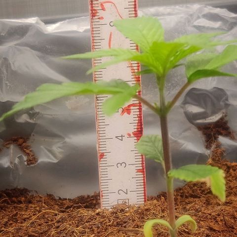 Amnesia Haze (Done) growlog timeline photo