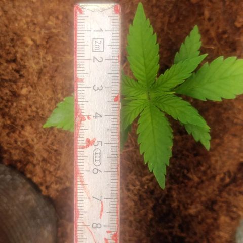 Amnesia Haze (Done) growlog timeline photo