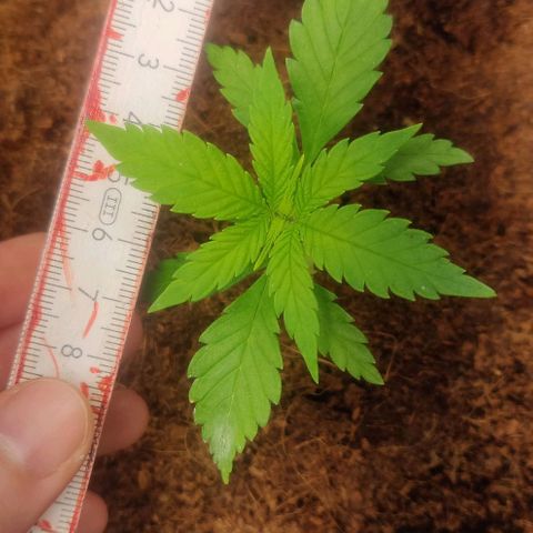 Amnesia Haze (Done) growlog timeline photo